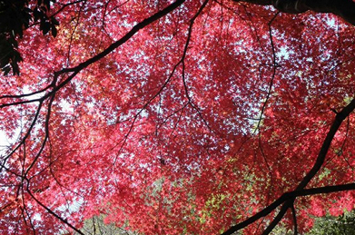 霜月にふさわしく、八王子では10日に初霜が観測されました。この日の最低気温は4.4℃。 急な冷え込みで美しくなるのは紅葉です。キャンパスは色とりどりの紅葉が見頃を迎えています。