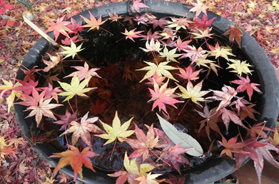 キャンパスは秋の京都のような風情。「赤や黄色の色さまざまに水の上にも織る錦（にしき）」と歌われた唱歌「紅葉」の歌詞さながらの光景を工学部棟の裏手で見つけました。