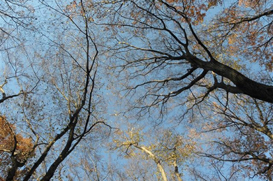 休日のキャンパスの静寂さの中では、木々の葉や団栗が落ちる音、シジュウカラやヒヨドリの囀りが聞こえます。