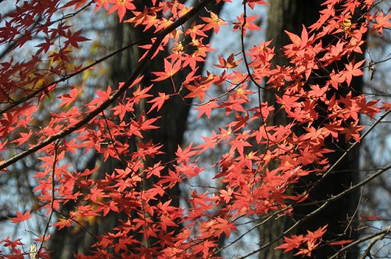 年も押し迫ったキャンパスでは、わずかに残った紅葉が秋の名残を留めています。
