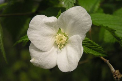 【シロヤマブキ】女子短大の庭では、キャンパスに一本しかない白山吹（シロヤマブキ）が咲いています。 山吹と同じバラ科ですが、白い山吹ではなく別種の植物です。
