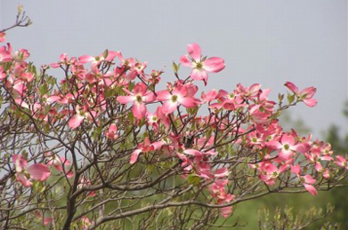 【花水木】花水木も咲き始めています。北アメリカ原産。 アメリカヤマボウシという別名があります。 東京市長だった尾崎行雄がアメリカに三千本の染井吉野の苗木を送った際、返礼として送られたのが花水木です。