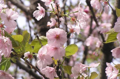 【桜】言わば桜と花水木は日米友好のシンボル。 染井吉野はすっかり散ってしまいましたが、別種の桜や八重桜はまだ楽しめます。