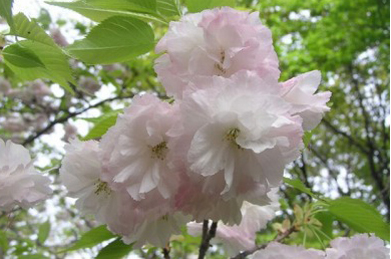 【八重桜】言わば桜と花水木は日米友好のシンボル。 染井吉野はすっかり散ってしまいましたが、別種の桜や八重桜はまだ楽しめます。