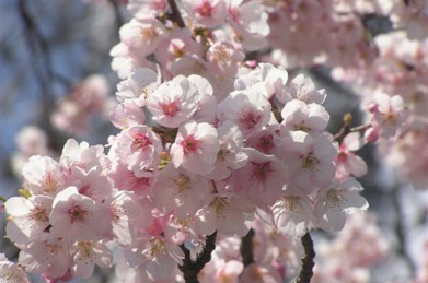 【桜】咲き競う沢山の花々に見送られ、卒業生たちがキャンパスを巣立っていきました。