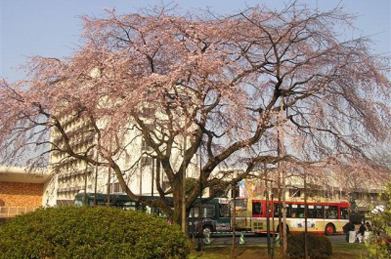 【枝垂れ桜】「出発（たびだち）の庭」では、枝垂れ桜が咲き始めました。 満開になると見事です。