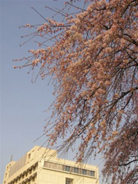 【枝垂れ桜】「出発（たびだち）の庭」では、枝垂れ桜が咲き始めました。 満開になると見事です。