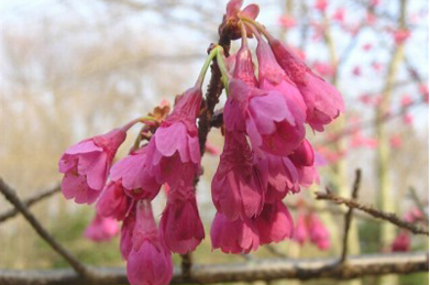 【寒緋桜】池田記念講堂の横では、寒緋桜が咲いています。
