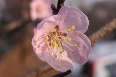 【杏】文系C棟の横にある駐車場では、杏も咲き始めました。 桜とも、梅とも違う美しさです。