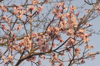 【杏】文系C棟の横にある駐車場では、杏も咲き始めました。 桜とも、梅とも違う美しさです。