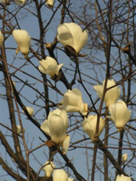 【白木蓮】中央体育館の側では、木蓮、白木蓮が咲いています。 白木蓮の少し後から、木蓮が咲き始めます。