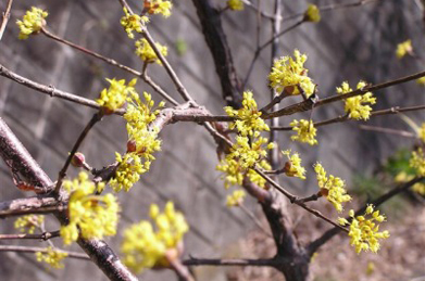 【サンシュユ】日差しを浴びると、木全体が黄金色に輝いて見えるので、別名を「春黄金花（はるこがねばな）」というそうです。