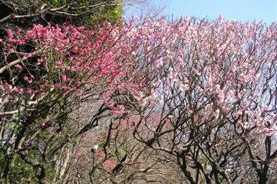 【平安の庭】梅は万葉集にも数多く歌われ、日本人に愛されてきました。「梅の花　今盛りなり　百鳥(ももとり)の　声の恋(こひ)しき　春来たるらし」（小令史田氏肥人　万葉集　巻五　八三四）  （梅の花も今が盛りと咲いています。様々な鳥の声も恋しい春がやってきたのですね）という歌もあります。いにしえの万葉人ならずとも、思わず一句詠みたくなるような美しい光景が広がっています。