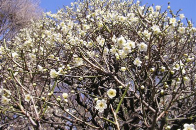 【平安の庭】梅は万葉集にも数多く歌われ、日本人に愛されてきました。「梅の花　今盛りなり　百鳥(ももとり)の　声の恋(こひ)しき　春来たるらし」（小令史田氏肥人　万葉集　巻五　八三四）  （梅の花も今が盛りと咲いています。様々な鳥の声も恋しい春がやってきたのですね）という歌もあります。いにしえの万葉人ならずとも、思わず一句詠みたくなるような美しい光景が広がっています。