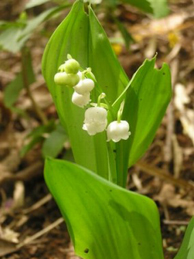 【鈴蘭】同じユリ科の鈴蘭。「君影草」という別名もあります。フランスでは、5月1日に鈴蘭を贈る習慣があるそうですが、可憐な姿に似合わず、有毒植物です。