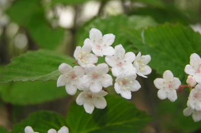 【コバノガマズミ】白い可憐な花は小葉のがまずみ（コバノガマズミ）。スイカズラ科の植物で、秋には甘酸っぱい赤い実がなります。
