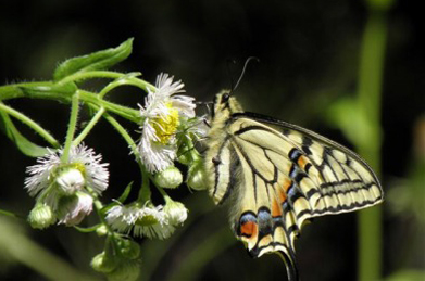 【アゲハ】蜜を求めて様々な蝶もやってきます。 花のある場所は、雄と雌の出会いの場所でもあります。