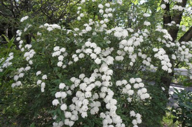 【小手毬】正門から伸びる「桜花の道」では、小手毬が咲いています。 中国原産のバラ科の植物です。