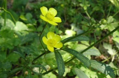 【ウマノアシガタ】黄色い花は、毛莨（ウマノアシガタ）。キンポウゲ科の有毒植物です。