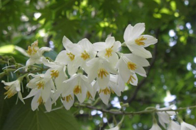 【白雲木】女子短大の裏手では、白雲木（ハクウンボク）が咲いています。花は、まもなく咲き始めるエゴノキにそっくり。エゴノキ科エゴノキ属の植物です。