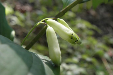 【ナルコユリ】雑木林の中では、鳴子百合（ナルコユリ）がひっそりと咲いています。葉はササに似ており、花の大きさは2cmほどです。