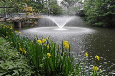 【黄菖蒲】「文学の池」では黄菖蒲（キショウブ）が見頃を迎え、涼しげな光景となっています。