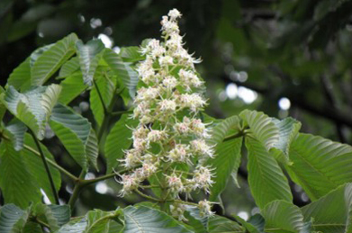 【トチノキ】池田記念講堂の裏手で咲いているのは、栃（トチノキ）の花。蜜蜂が好んで蜜を吸い、栃蜜としても有名です。秋には栗のような実がなります。