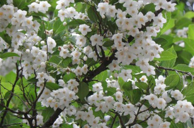 【エゴノキ】キャンパスのあちらこちらで見られるのは、エゴノキの花。みんな、下向きに咲きます。