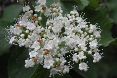 【ガマズミ】白い小さな花をたくさんつけているのは、スイカズラ科のガマズミ。 甘酸っぱい実は果実酒にもなります。