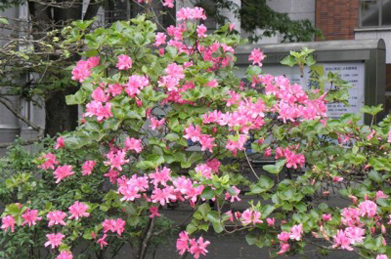 【ジングウツツジ】「学生ホール」の前で咲いているのは、神宮躑躅（ジングウツツジ）。 正門から伸びる「桜花の道」でも見られます。他の躑躅が咲き終わった頃に咲きます。