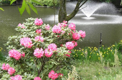 【石楠花】「文学の池」では、黄菖蒲（キショウブ）と石楠花（シャクナゲ）が見頃となっています。「何れ菖蒲（あやめ）か杜若（かきつばた）」とは、どちらも優れていて優劣つけがたいことを意味しますが、黄菖蒲も石楠花も美しいですね。