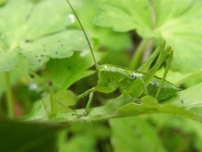 【キリギリス】池の斜面の草むらでは、虫たちが活発に活動しています。 蟋蟀（きりぎりす）の幼虫も、少しずつ大きくなってきています。