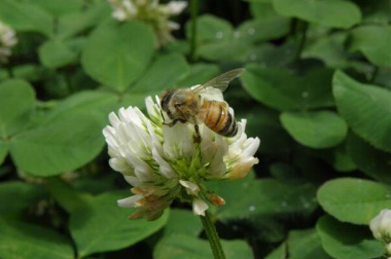 【蓮華】蓮華の蜜を集めている西洋蜜蜂。はっきりとした原因は特定されていませんが、現在、北半球では急速に数が減少しているようです。 関心のある方は、ローワン・ジェイコブセン著「ハチはなぜ大量死したのか」をお薦めします。