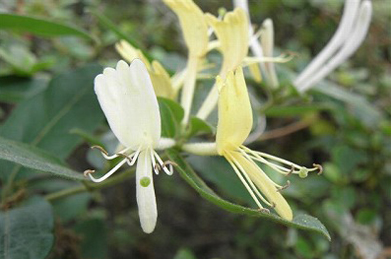 【スイカズラ】空木と同じく初夏に咲くのは、忍冬（スイカズラ）。芳香のある蔓性の植物です。