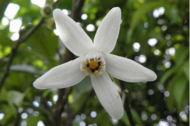 【柚子】「ニュー・ロワール」の近くでは、柚子（ユズ）の花が咲いています。 枝にはトゲがありますが、花は良い香りがします。 蜜を求めて、蟻が群がっています。