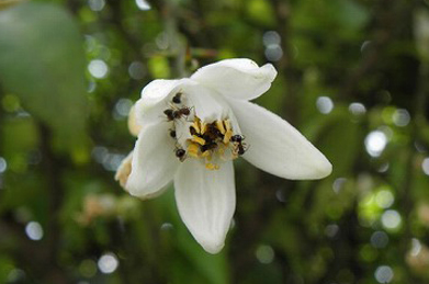 【柚子】「ニュー・ロワール」の近くでは、柚子（ユズ）の花が咲いています。 枝にはトゲがありますが、花は良い香りがします。 蜜を求めて、蟻が群がっています。