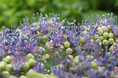 【額紫陽花】梅雨空のキャンパスに映える額紫陽花（ガクアジサイ）は、紫陽花の母種とされています。 周囲に額縁のように並ぶのは、雄しべ・雌しべが退化した装飾花で、中心に密生する部分が花になります。