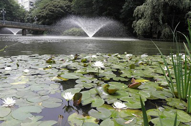 【睡蓮】「文学の池」の水面には、睡蓮が涼しげに浮かび、池の側では白い花菖蒲が咲いています。
