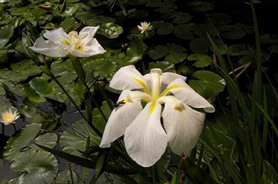 【花菖蒲】「文学の池」の水面には、睡蓮が涼しげに浮かび、池の側では白い花菖蒲が咲いています。