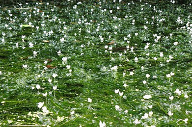 【オオカナダモ】「セントラル」の近くのため池では、オオカナダモの花が水面を覆っています。