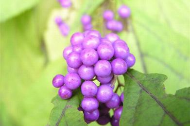 【小紫】11月頃には、美しい紫色の実をつけます。