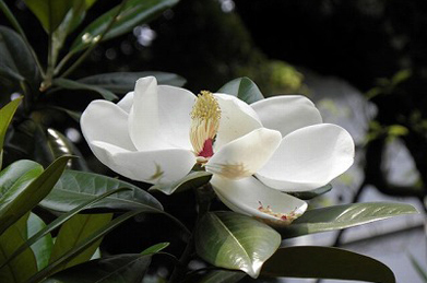 【泰山木】優雅な大輪の花をつけているのは、泰山木（タサンボク）。モクレン科の常緑高木で、「文学の池」から「平安の庭」へと下る道の右手に咲いています。花には芳香があります。
