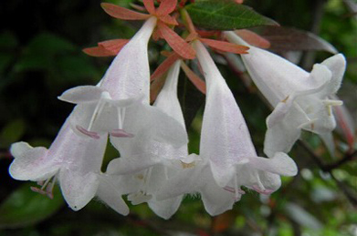 【アベリア】松風センターの前では、花園衝羽空木（ハナゾノツクバネウツギ）が咲いています。アベリアという属名で知られています。