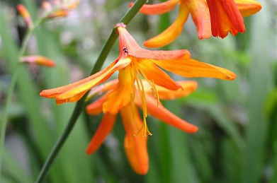 【檜扇水仙】鮮やかな橙色の花は、檜扇水仙（ヒオウギズイセン）。南アフリカ原産のアヤメ科の植物。文系C棟裏の斜面で咲き始めました。