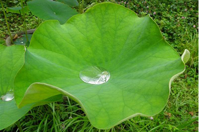 【蓮】雨上がりの文学の池では、蓮の葉の上に雨水がたまっていました。