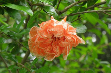【石榴】鮮やかなオレンジ色の花は、ザクロです。ペルシア・インド原産。 秋になる実は食べられます。
