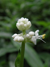 【ヤブミョウガ】可憐な花は藪茗荷（ヤブミョウガ）。食べられる茗荷はショウガ科で、こちらはツユクサ科の植物です。