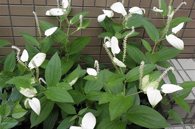 【半化粧】花の咲く時期になると、もともとは緑色だった葉っぱがつぼみに近いところだけ白くなり、咲き終わるともとの緑色に戻るという不思議な植物。片白草（カタシログサ）とも呼ばれます。