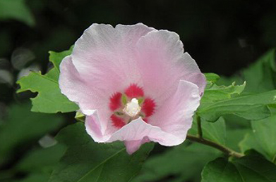 【木槿】韓国の国花として知られる木槿（ムクゲ）も咲いています。韓国では無窮花（ムグンファ）と呼ばれる、インド・中国原産のアオイ科の植物です。