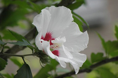 【木槿】韓国の国花として知られる木槿（ムクゲ）も咲いています。韓国では無窮花（ムグンファ）と呼ばれる、インド・中国原産のアオイ科の植物です。